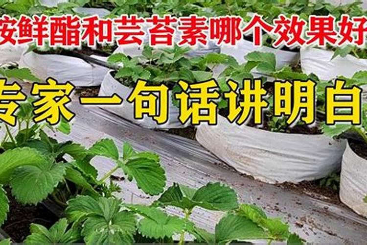 小麦杨花期用芸苔素好还是用胺鲜酯好？