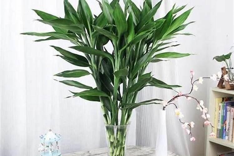 茄子苗要不要打叉