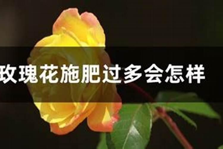 羊粪的羊粪的作用