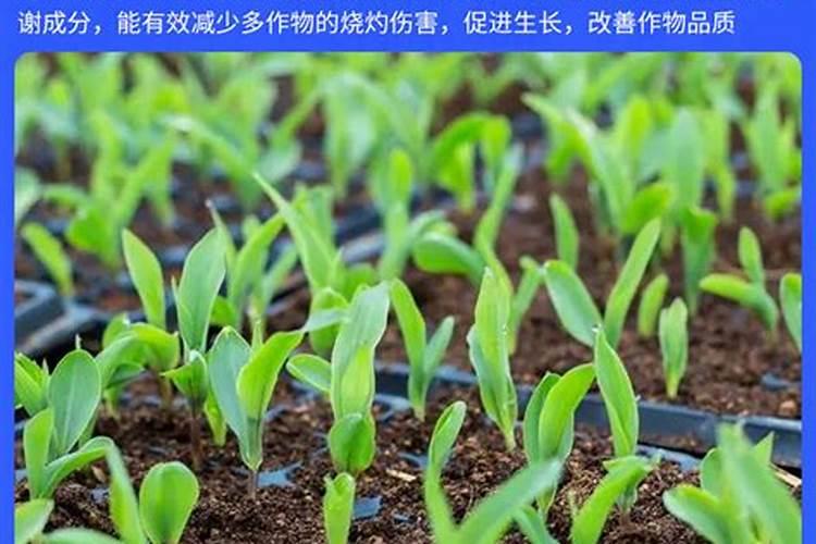 液体氮肥的使用方法