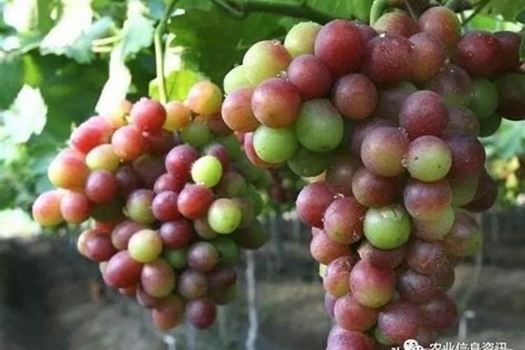 葡萄膨大期用什么肥料