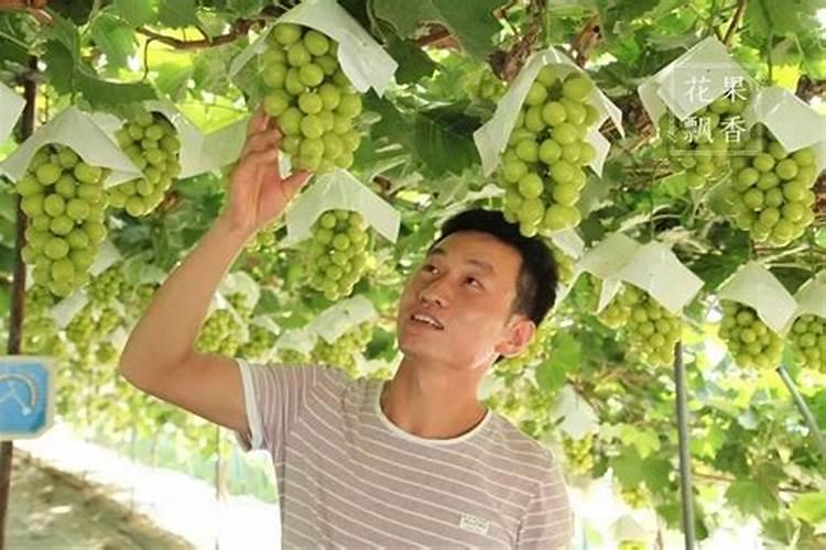 土豆苗后除草用什么除草剂？