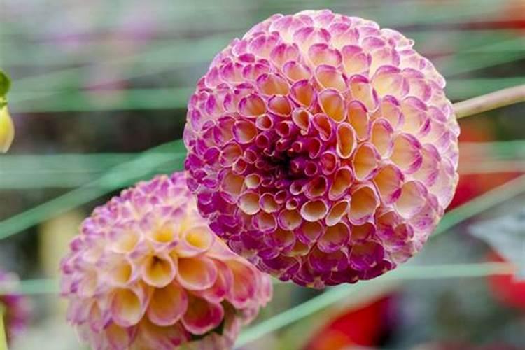 夏天茶花养护需要注意哪些问题