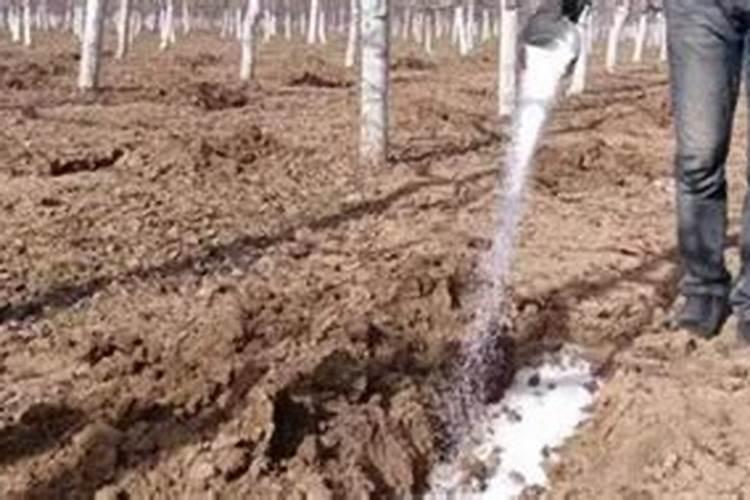 桃树幼果期能打多效唑吗