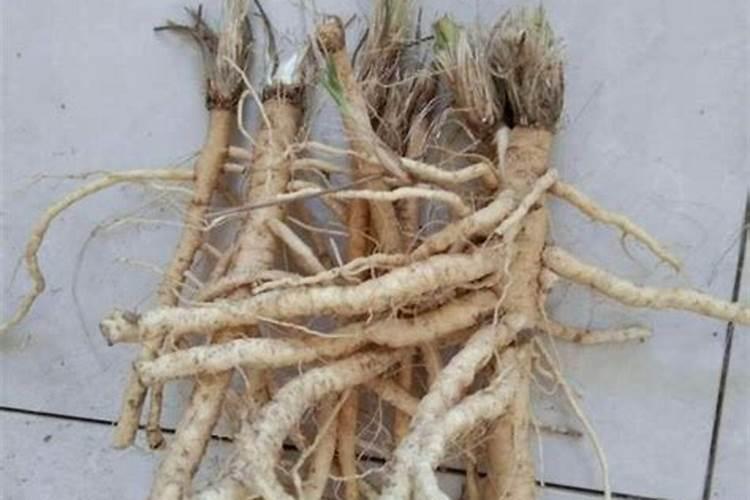 腐叶土可以直接养花吗山上的腐叶土可以直接种花吗山里的腐叶土能用...