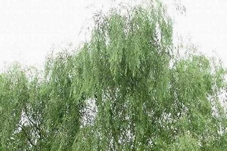 富贵竹怎么养才能更旺盛施什么肥 富贵竹想要长得好需要施什么肥百度...