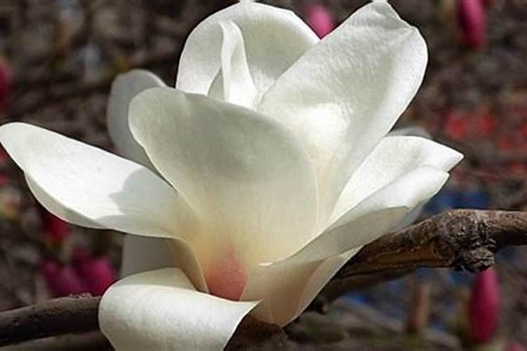 白玉兰花花期要施肥吗