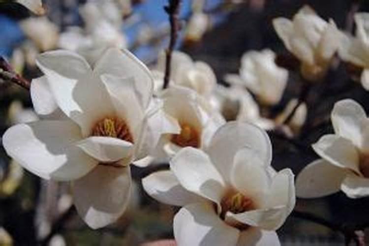 白玉兰花怎么养殖