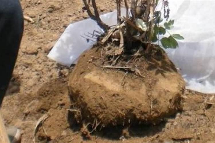 白玉兰树怎么过冬