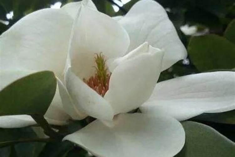 白玉兰的养殖方法