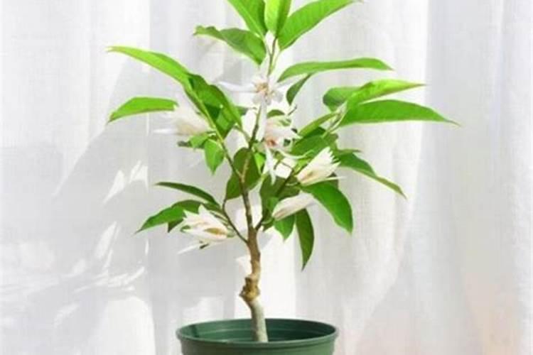 白兰花怎么养