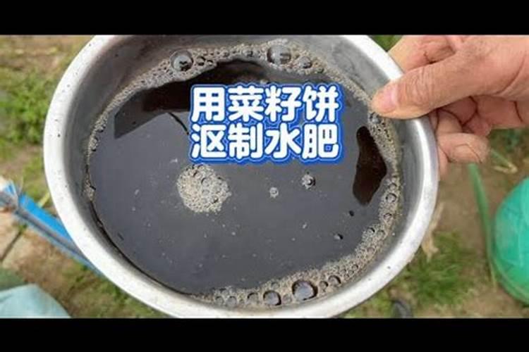 香菜用什么底肥好？香菜冲施肥用哪个？香菜水溶肥用矿源黄腐酸钾黑金晶...