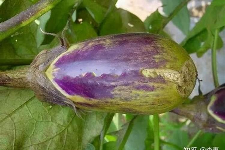 硫酸亚铁和焦磷酸铁有什么不同