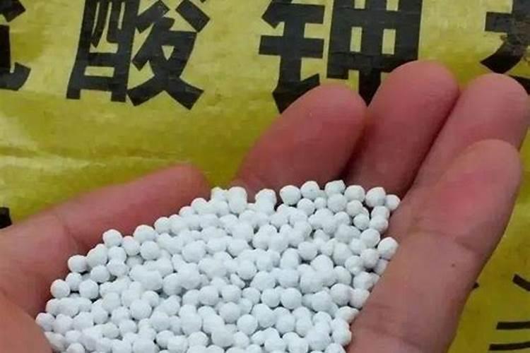 皇冠梨树如何施肥