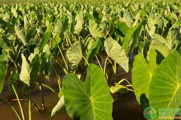 无花果树太茂密怎样打理？