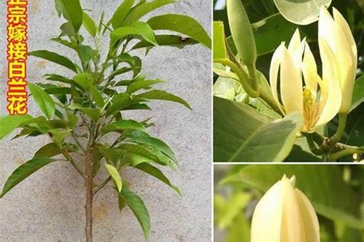 油菜什么时候施硼肥合适？