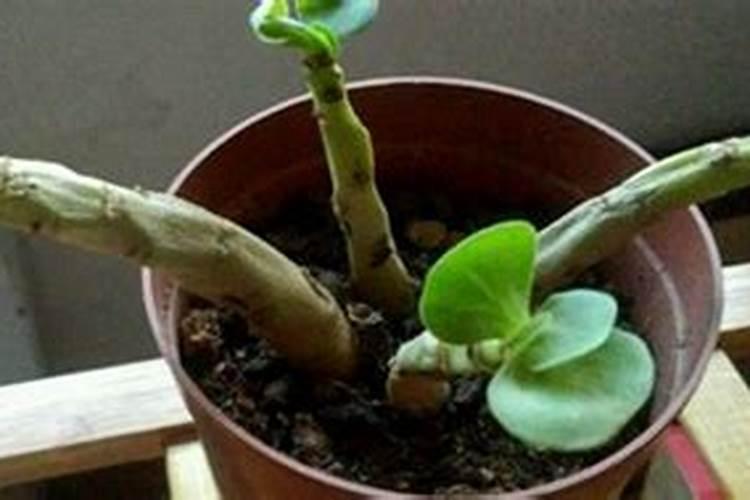 木槿花如何施肥那种肥料最好