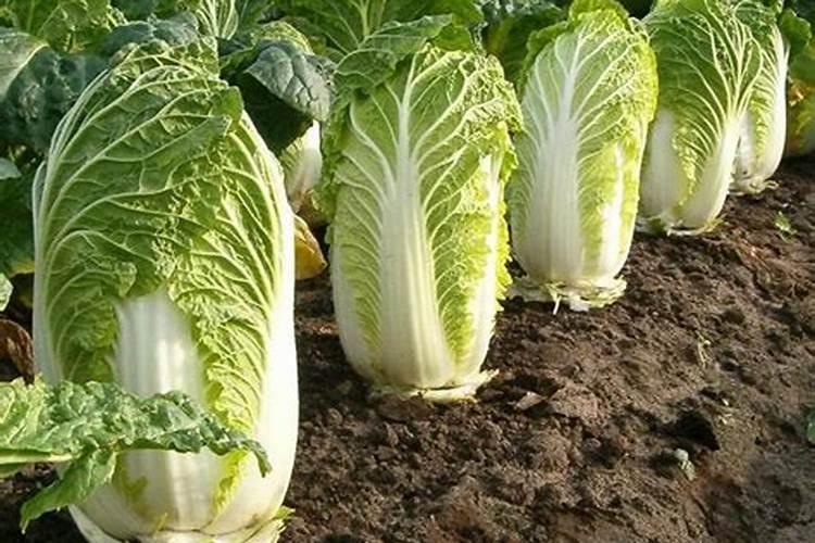 腐植酸钠水产养殖作用