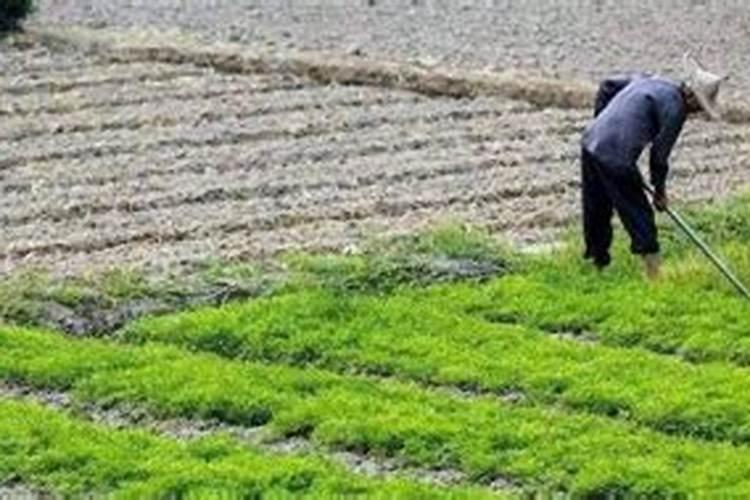 种菜最实用的肥料,是先下肥料还是先下种子