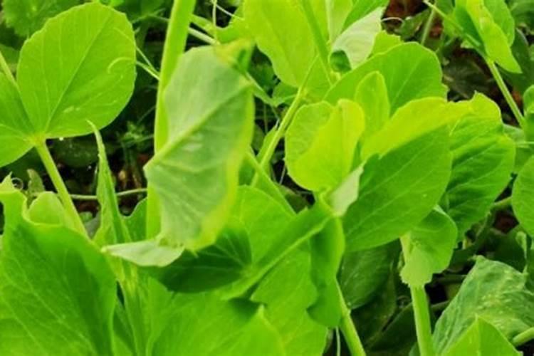 种植蜿豆磷肥过量有什么为害？