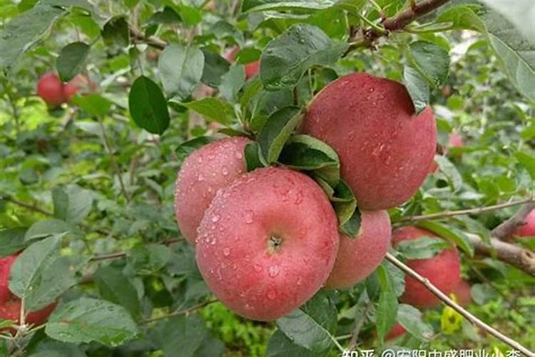 盆栽苹果冬季怎么施肥 盆栽苹果冬季施肥方法