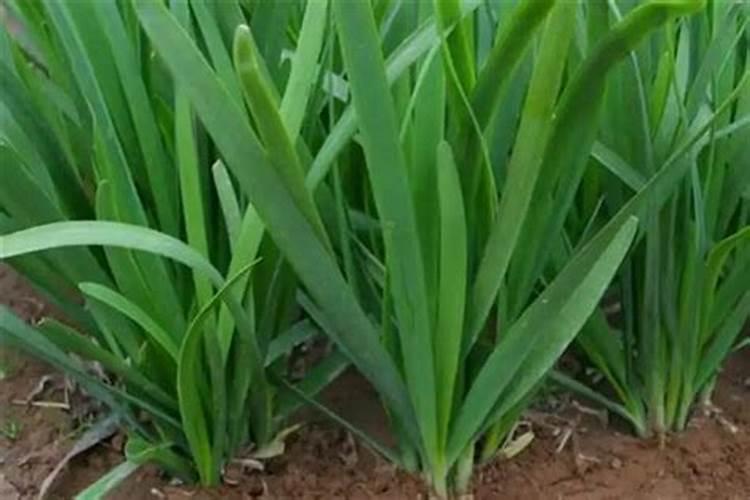 大豆一亩地需要多少种子