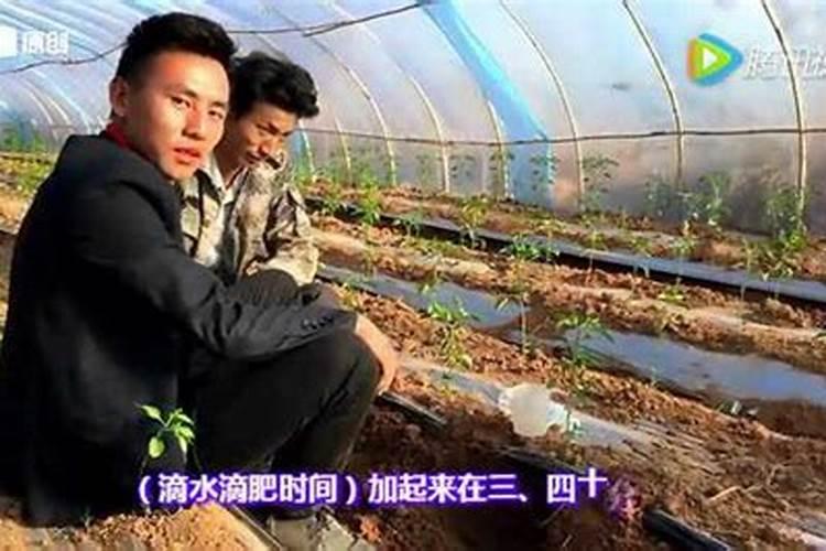 如何正确施用冲施滴灌肥精