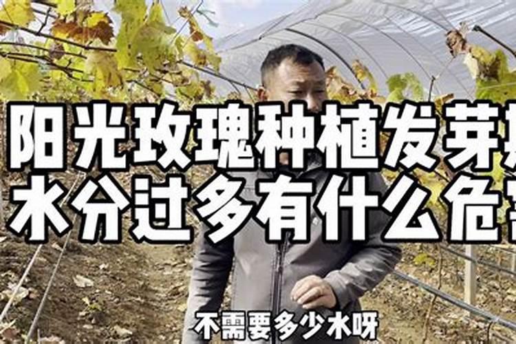 种植阳光玫瑰葡萄时,需要施什么肥呢？