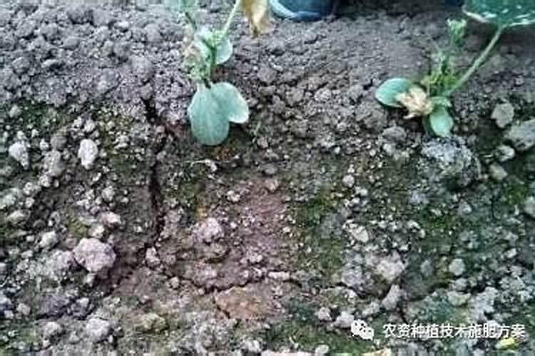 阳光玫瑰种植株距行距