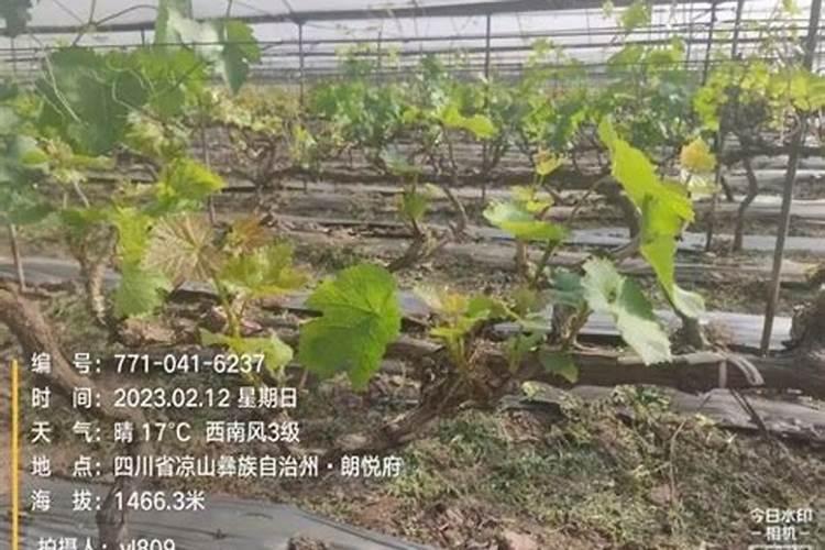 阳光玫瑰葡萄后期用什么配方的水溶肥？