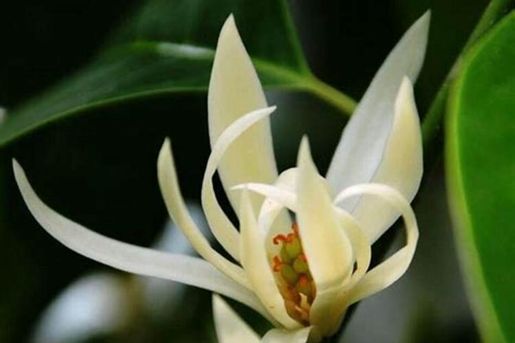 白兰花秋天怎么养