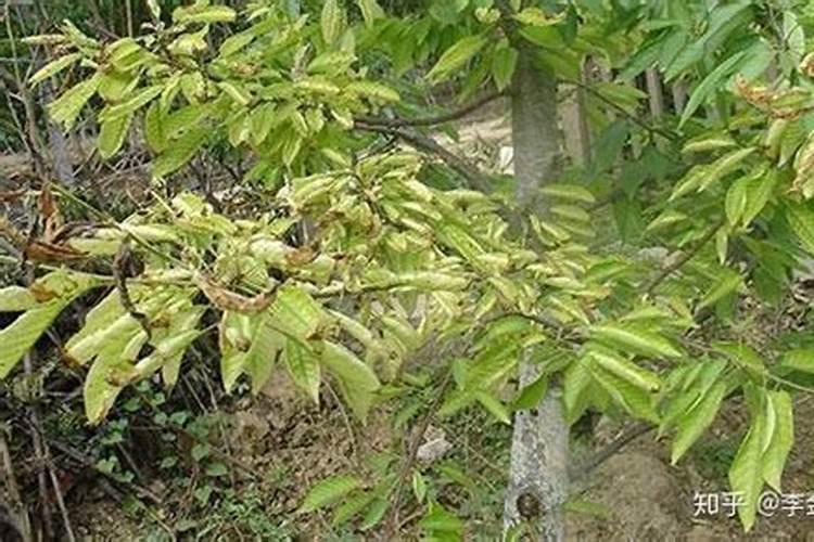 蔬菜常用的叶面肥有哪些种类？