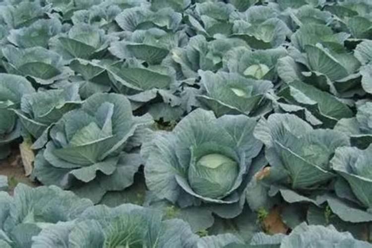 早春露地甘蓝种植技术