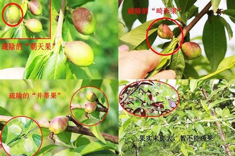 黄腐酸钾的使用方法