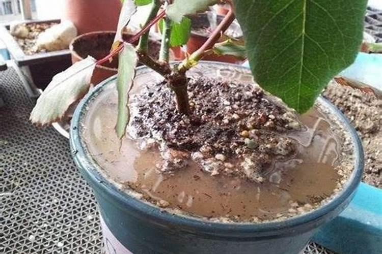 钾肥上市公司有哪些,选哪些品牌实惠点？