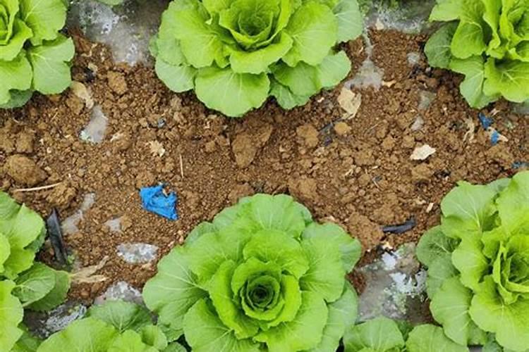 菜地刚种茄子,尖椒上什么肥料好？