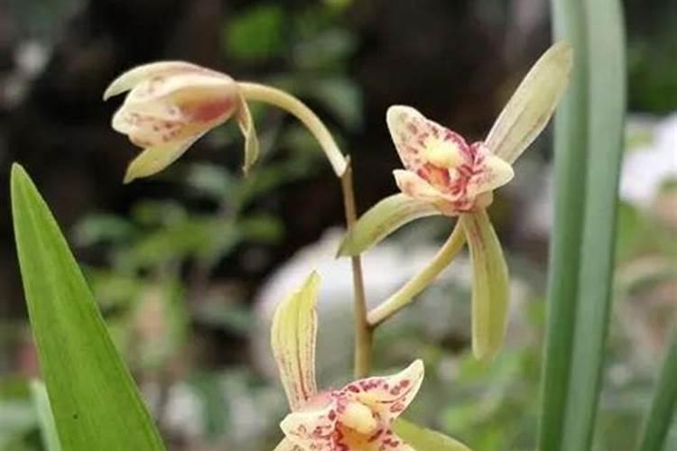 棉花花铃期一米高的棉花如何滴水施肥