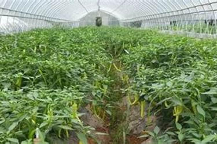 办个小型秸秆有机肥厂需要什手续？