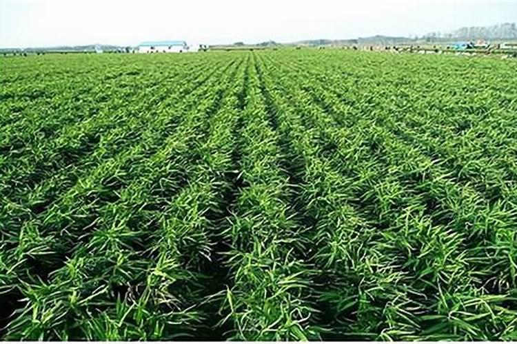 生姜的种植方法及栽培技术