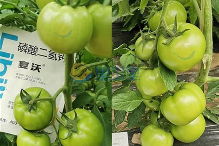 番茄挂果后怎么施肥 番茄施肥用什么肥料好