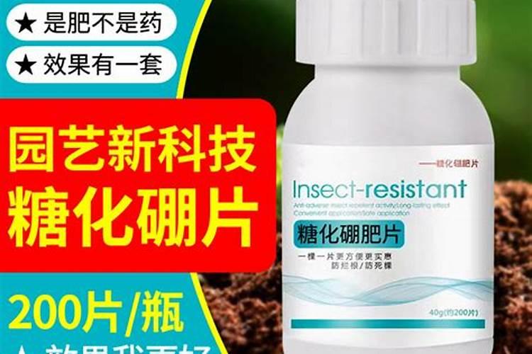 糖化硼肥片真能防虫吗