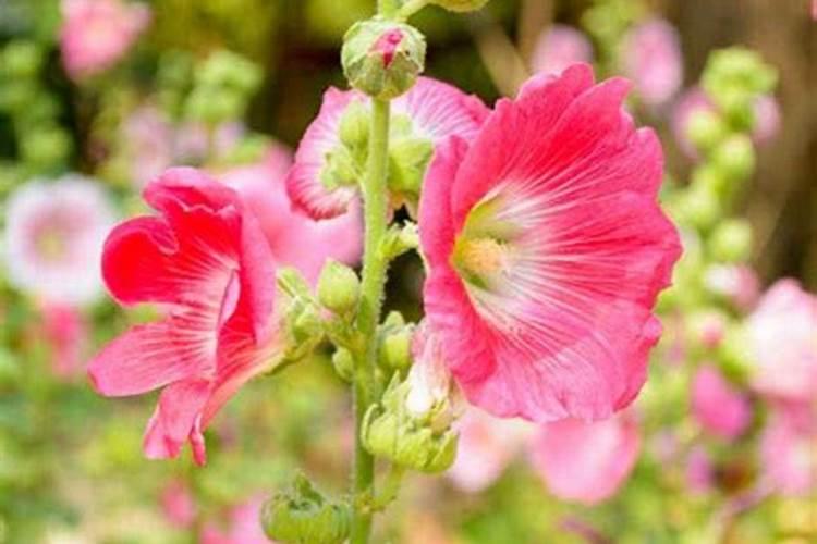 蜀葵怎么施肥