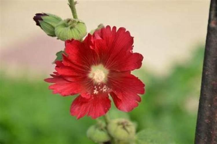 盆栽蜀葵的养殖方式