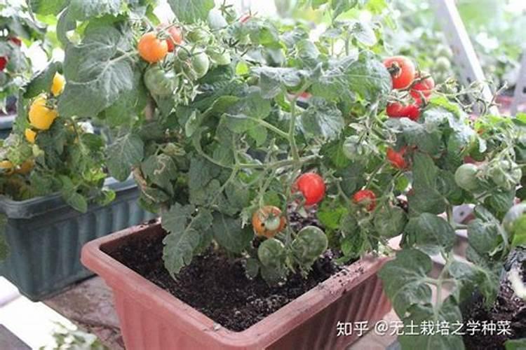 大量元素肥料指的是什么？