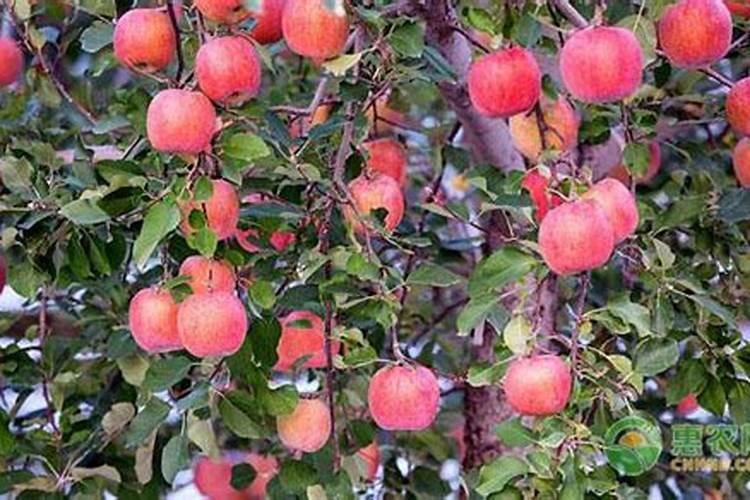 苹果树补钙的叶面肥有哪些