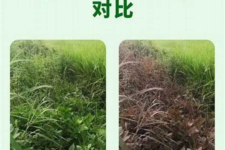中药材甘草追肥用哪种肥料？中药材甘草壮根肥什么时候施肥？
