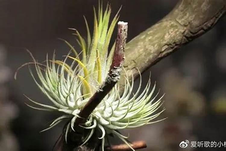 桃树开花结果打什么药好？