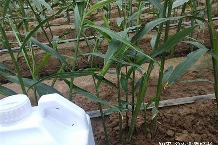 氮肥怎么用对植物好