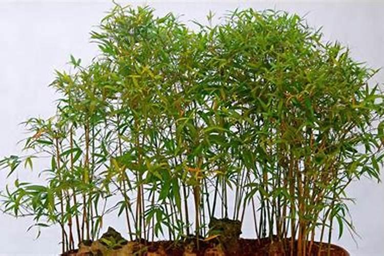 草莓打甜蜜素和膨大剂对人有害吗