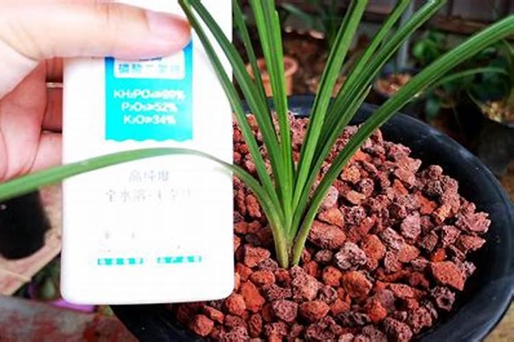 草莓用什么肥料最好可增产